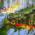 Koi Carp Jigsaw Puzzle 1000 pieces